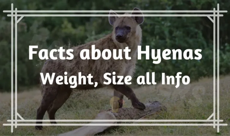 41 Most Interesting Facts About Hyenas | Weight, Size all Info