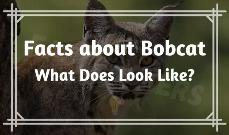 46 Interesting Facts about Bobcat | What Does Look Like?