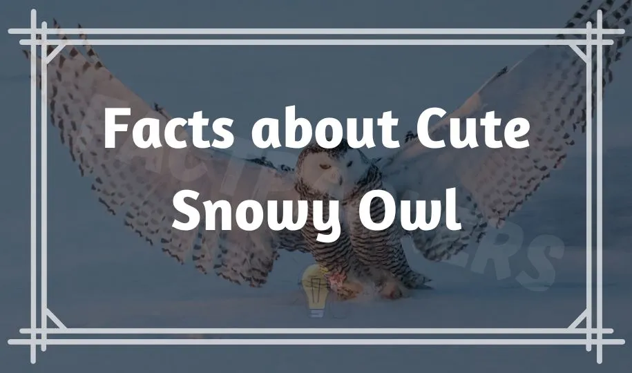 Interesting & Fun Facts about Cute Snowy Owl Nobody Knows