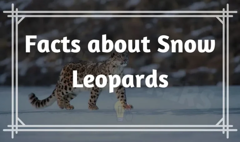 40 Interesting & Fun Facts about Snow Leopards that Nobody Know