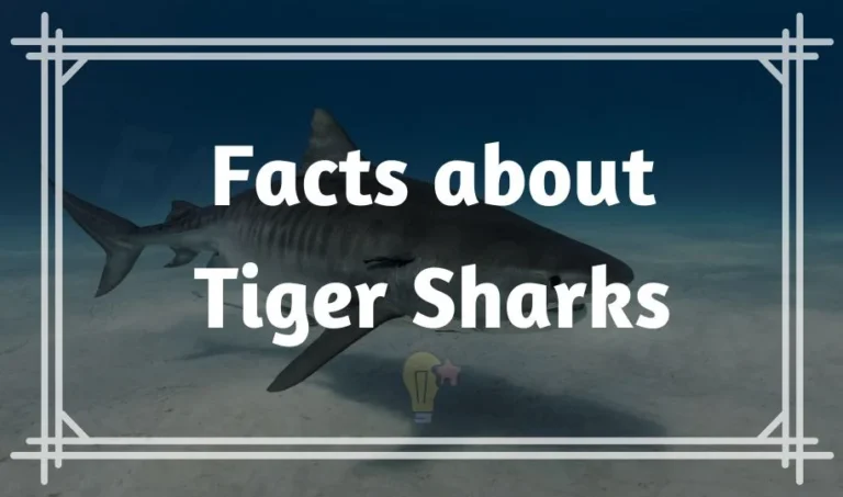 27 Fun Facts about Tiger Sharks | What is Unique about?