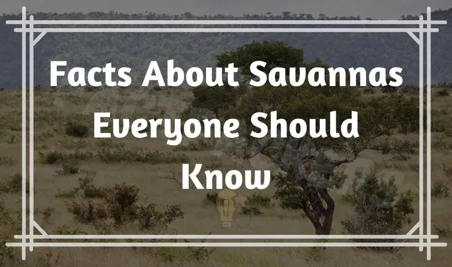 Interesting Facts about Savanna