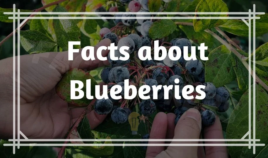 Fun Facts about Blueberries that You Should Known