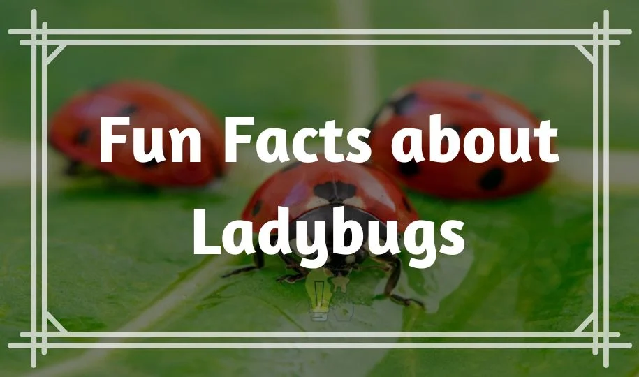 Fun Facts about Ladybugs That will Surprise You
