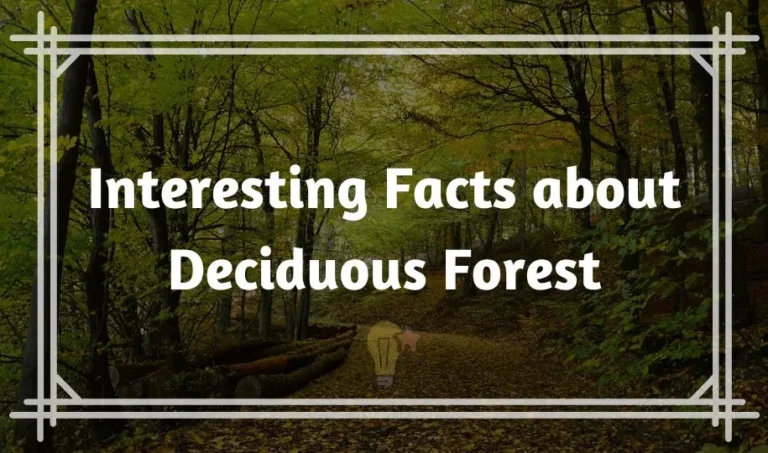 27 Unique Interesting Facts about the Deciduous Forest